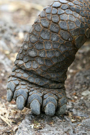 A macro shot of a foot from a giant Galapagos tortoiseの写真素材