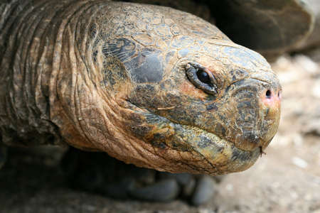 Giant Galapagos Tortoise on  Cruz Island, Ecuadorの写真素材