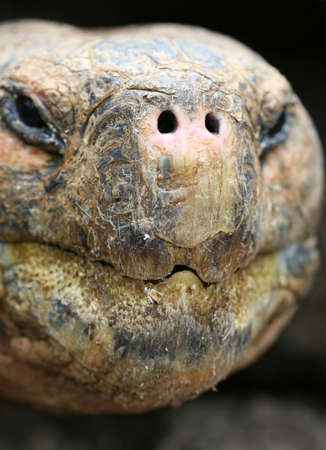 Close up Giant Galapagos Tortoise - Head Shot, on  Cruz Islandの写真素材