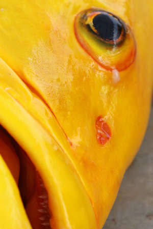A large yellow fish caught in the Galapagos islandsの写真素材