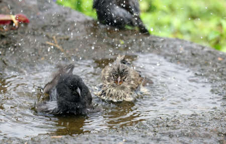Two small birds take a dip in a refreshing bird bathの写真素材