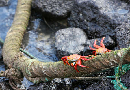 Two Sally Lightfoot Crabs play on a rope in the Galapagos Islands, Ecuadorの写真素材