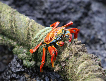 A Sally Lightfoot Crab munches on algae found on this old rope in the Galapagos islandsの写真素材
