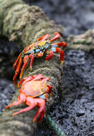 Two sally lightfoot crabs eat off an old marine rope in the Galapagos Islandsの写真素材