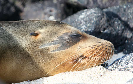 This Sea Lion has a unique marking around his eyeの写真素材