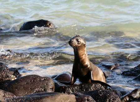 This  Sea Lion was caught enjoying himself on the shores of the Galapagos Islands, Ecuadorの写真素材