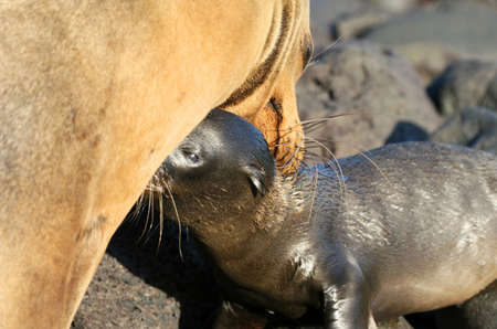 A  Sea Lion nurses from his motherの写真素材