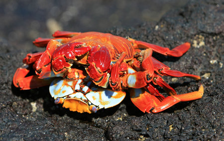 Sally Light Foot Crabs Mating on volcanic rocks - Galapagos Islandsの写真素材