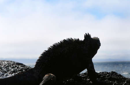 A Marine Iguana Silhouetted against an ocean backdropの写真素材