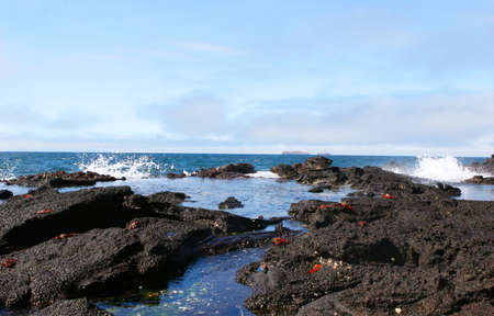 Sally Lightfoot Crabs play on the rocks as giant waves crash ashoreの写真素材