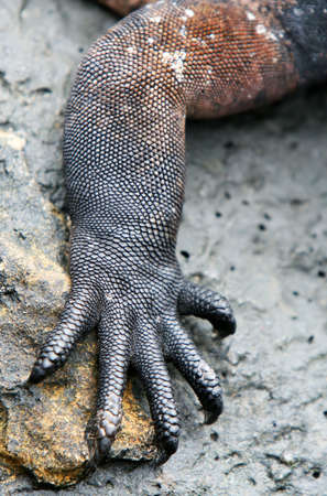 Macro Close Up of a Lizards arm and clawsの写真素材