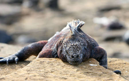 A Marine Iguana in a strange pose on a rockの写真素材