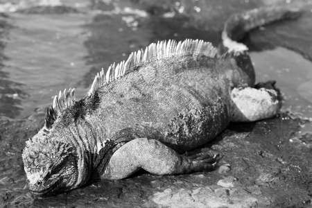 Galapagos Marine Iguana resting in a small pool of waterの写真素材
