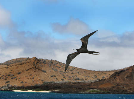 A frigate bird soars high over the ocean with a beautiful beach in the backgroundの写真素材
