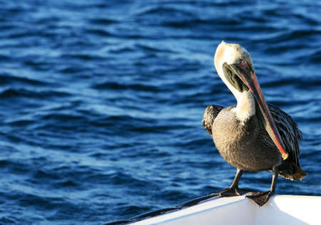A beautiful pelican sitting on the side of aboatの写真素材