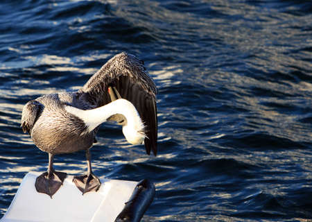A pelican cleans itselfの写真素材