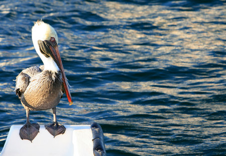 A beautiful pelican on the back of a boatの写真素材