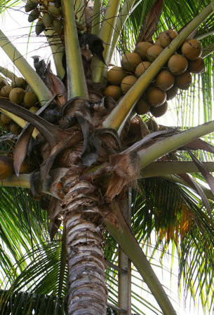 looking up at the fruit on a giant coconut tree