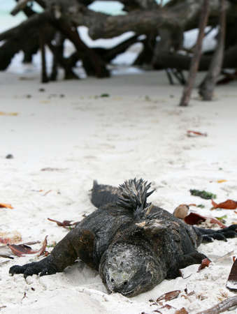 A marine iguana lying on a sandy beach with mangroves in the backgroundの写真素材