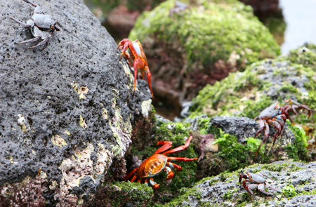Sally Lightfoot Crabs playing on volcanic rocks in the galapagos islands
