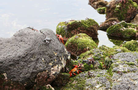 Sally light foot crabs playing on rocks at the ocean's edgeの写真素材