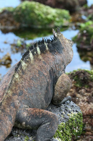 A marine iguana looks out on the tidal pools that are common on the shores of the galapagos islands in Ecuadorの写真素材