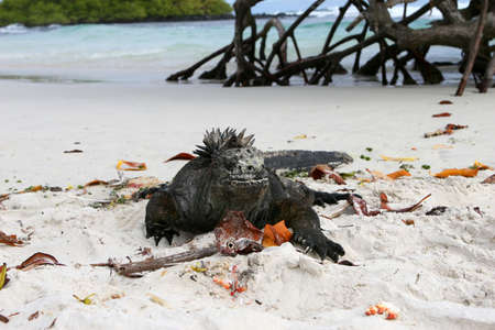 A marine iguana resting on the beach in the galapagos islandsの写真素材