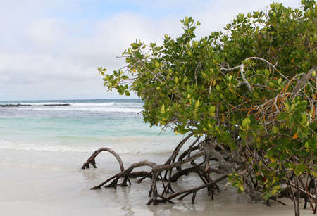 A mangrove tree on the beach of the Galapagos Islandsの写真素材