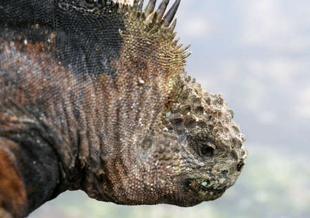 Close up head shot of a galapagos marine iguanaの写真素材