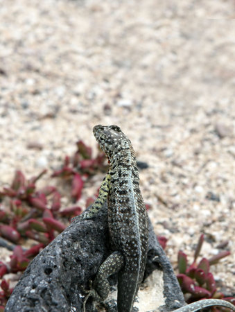 A small lizard sitting on a rock looking into the distanceの写真素材