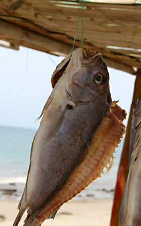 A beautiful fish drying on the beach in Peru