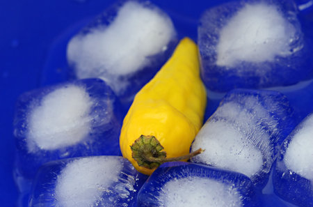A Hot Yellow chille pepper on blue ice. の写真素材