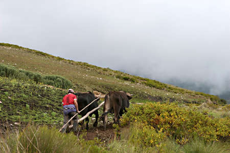 A Peruvian farmer uses a traditional plow to prepare his field for cropsの写真素材