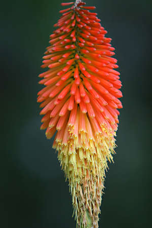 A beautiful red, orange, and yellow tropical plant in Peruの写真素材
