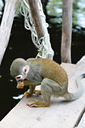 A cute and small titi monkey in South America