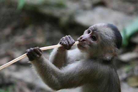 A playful capuchin monkey hangs out in South America