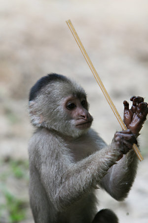 A playful capuchin monkey hangs out in South Americaの写真素材