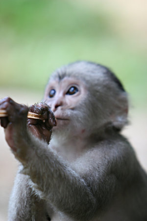 A playful capuchin monkey hangs out in South America