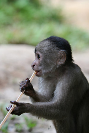 A playful capuchin monkey hangs out in South America