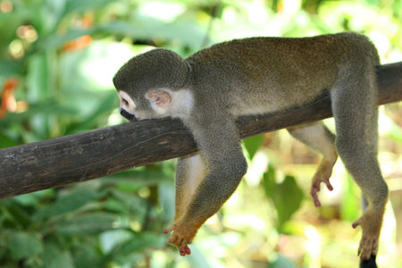 A cute and small titi monkey in South America
