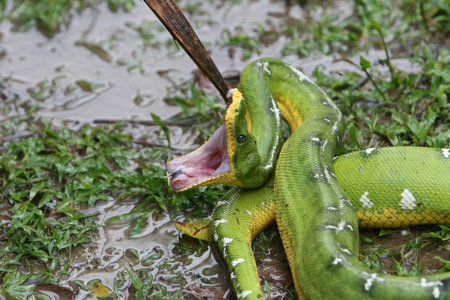 A beautiful Emerald Tree Boa in the Peruvian Amazon rainforest