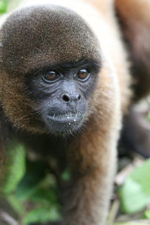 A Woolly Monkey in a tree along a river in the Amazon Rainforest