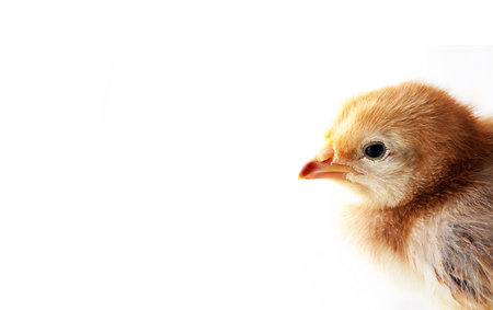 A one week old baby chick head on white background (Rhode Island Red)
