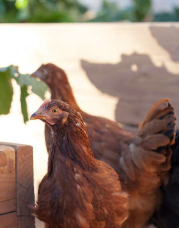 A young Rhode Island Red laying hen (11 weeks old)の写真素材