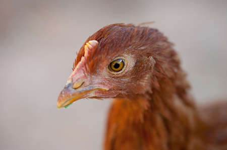 A young 11 week old New Hampshire Red Henの写真素材
