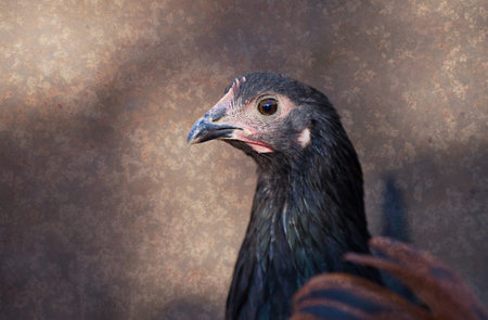 Portrait of a Black Australorp at 11 weeks oldの写真素材