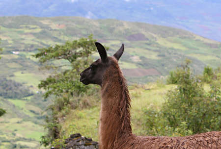 A llama overlooking the mountainous terrain of central Peruの写真素材