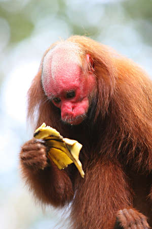 Bald Uakari, A red faced monkey eating a banana in Peruの写真素材
