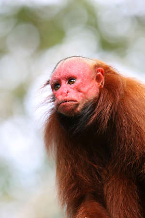 Bald Uakari, A red faced monkey in Peruの写真素材