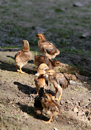 Small flock of young chickens free ranging in South Americaの写真素材